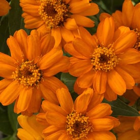 Orange Profusion, Zinnia Seeds